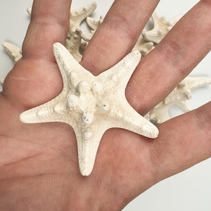 Set of 10 White Armored Starfish – 7cm Corazzate Bianche Natural Sea Stars for Crafts, Coastal Decor, Beach Wedding, Nautical Accents