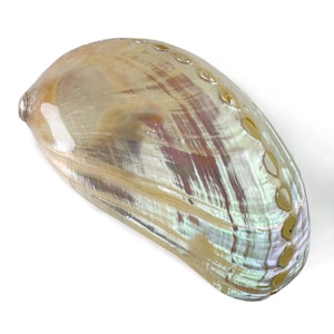 Haliotis asinina Abalone-snäckor – Polerad pärlemor – 7,5 cm – En eller 10-pack