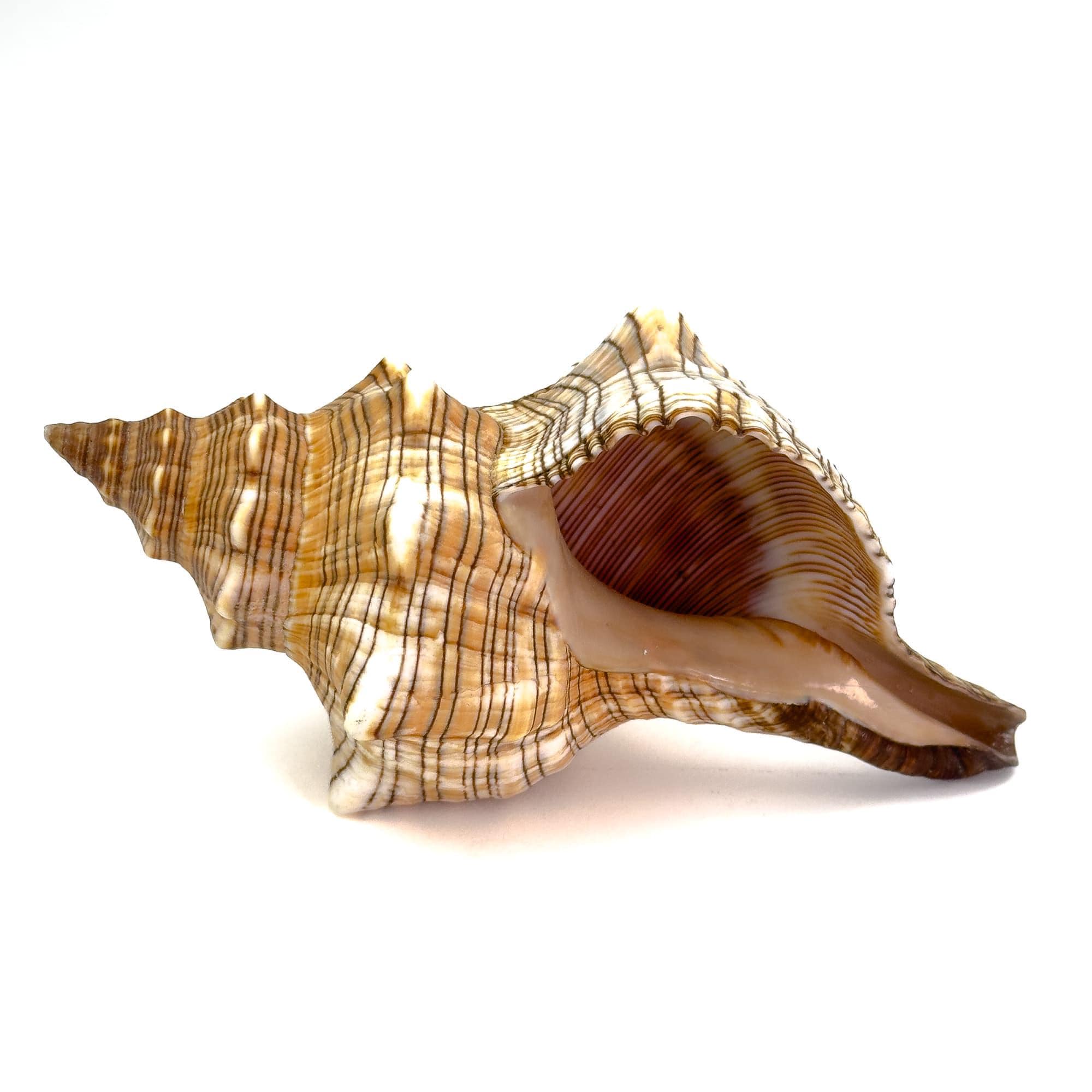 Premium Fasciolaria Trapezium Shell - Single Specimen - Etsy