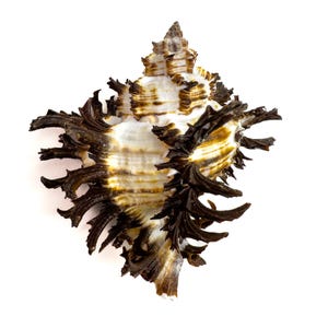 Op de afbeelding: Een gedetailleerde zeeschelp met een opvallende vorm en textuur. De schelp heeft een patroon van witte en bruine strepen, met donkerbruine, stekelige randen. De algemene vorm is ruitvormig. De achtergrond is effen wit.