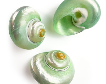 Turbo cinereus - Green shells: MOP Iridescent Coastal Decor (30mm)