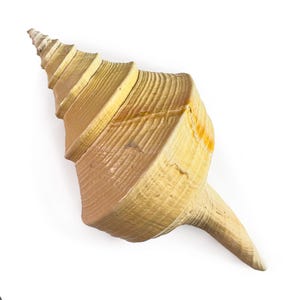 May include: A large, spiralled seashell with a pointed apex and a wide, rounded body. The shell features a textured surface with prominent ridges and grooves, displaying a gradient of warm tan, beige, and light brown hues throughout its structure.