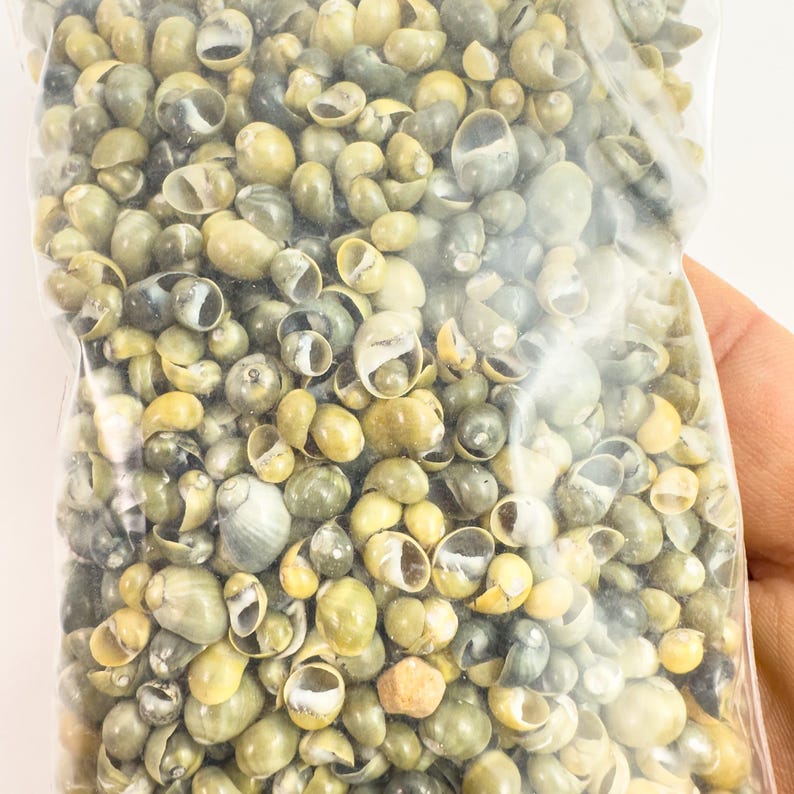 Smaragdia Micro Shells – Green – 3–5 Mm – (100g /50g Bag) From ...