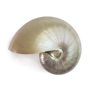 Peut inclure: Un coquillage nautile présentant une surface lisse et irisée avec un éclat nacré. La structure en spirale affiche des dégradés subtils de tons crème, beige et gris doux, rayonnant de l'ouverture centrale vers le bord extérieur.
