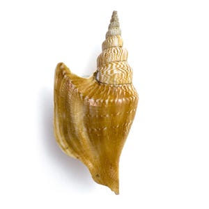Op de afbeelding: Een gedetailleerde studio-opname van een conch-schelp. De schelp is lichtbruin van kleur met donkerbruine strepen en een spiraalvorm. De schelp staat op een witte achtergrond.