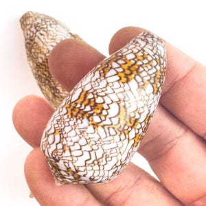 May include: Two cone-shaped seashells with a white, brown, and yellow pattern. The shells have a textured surface and are held in a hand against a white background. The shells are a natural product.