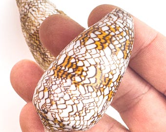 Conus textile Shells: Natural Cone Shell 5-7 cm - Set of 10 shells for Coastal Decor & Jewelry