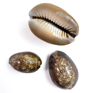 May include: Three seashells of varying sizes and patterns are displayed against a white background. The largest shell is a light brown with a white interior. The other two shells are smaller, with speckled and spotted patterns in shades of brown and white.