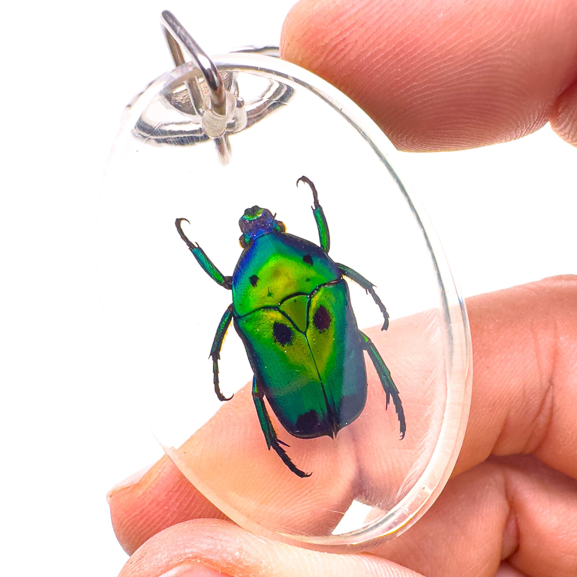 緑色の虹彩カブトムシキーホルダー - 樹脂製の本物の昆虫 - Etsy 日本