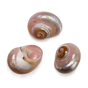 Puede incluir: Tres conchas marinas pulidas con un acabado suave e iridiscente. Las conchas presentan un patrón en espiral en tonos rosa suave, crema y marrón, con un brillo nacarado que refleja la luz sobre sus superficies redondeadas y curvas.