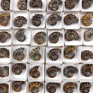 May include: A collection of fossilised ammonites, each encased in a white square box. The ammonites are brown and have a spiral shape.