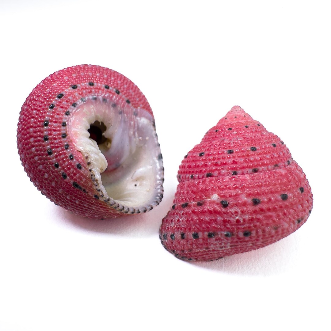 Red Shell Seeds Strawberry Top Red Seashells (clanculus Puniceus) | Set of 25/50 Pieces ...