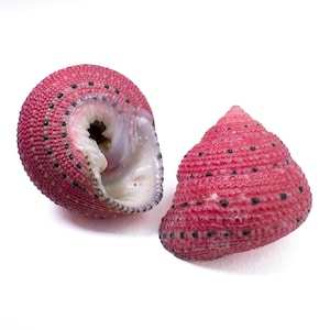 Peut inclure: Deux coquillages roses avec des points noirs. L'un des coquillages est ouvert, révélant un intérieur blanc. L'autre coquillage a une forme de cône en spirale. Les deux coquillages ont une surface texturée sur fond blanc.