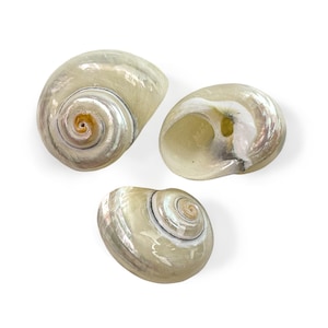Puede incluir: Tres conchas nacaradas con un diseño en espiral. Las conchas tienen un color blanco cremoso con reflejos iridiscentes. Las conchas están dispuestas sobre un fondo blanco. Ideales para la decoración de temática playera o proyectos de manualidades.