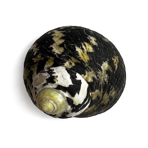 Könnte beinhalten: Eine spiralförmige Muschel mit einem gesprenkelten Muster in Schwarz, Dunkelbraun und Creme. Die Muschel hat eine abgerundete, kugelförmige Gestalt mit einer spitzen Oberseite, die von einem blassen Gelbgrün zur dunklen, texturierten Oberfläche.
