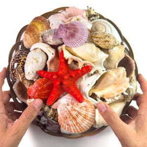 Könnte beinhalten: Eine Sammlung verschiedener Muscheln und ein leuchtend roter Seestern, angeordnet in einem runden, braunen geflochtenen Korb. Das Sortiment umfasst weiße, hellbraune, braune und violette Muscheln in verschiedenen Formen, Größen und Texturen.