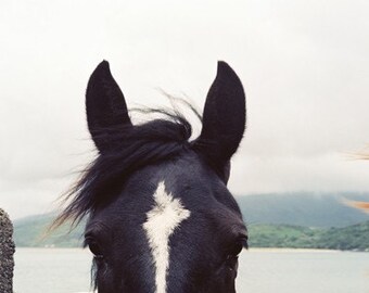 The Stare- Fine Art Photograph- Ireland