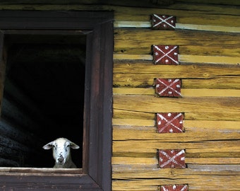 Hello From The Window- Fine Art Photography- Siobhan Photography-