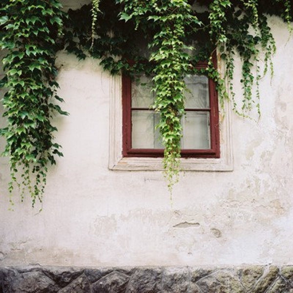 Ivy On The Window- Fine Art Photography- Hungary
