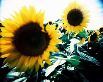 Sunflowers- Fine Art Photography- Hungary