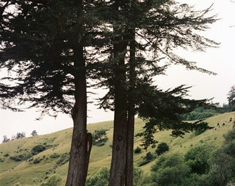 Shades of Green- Fine Art Photography- Landscape- Northern California