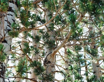 Trees- Fine Art Photography- Mammoth, California- Landscape