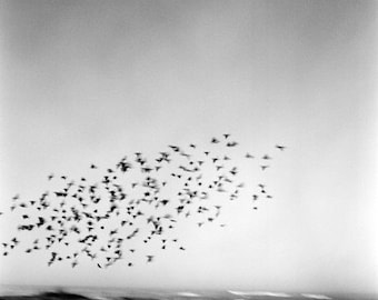 Birds Move- FIne Art Photography- California