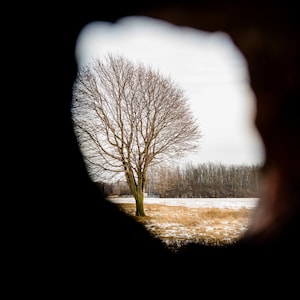 Könnte beinhalten: Ein einzelner kahler Baum steht auf einem Feld mit braunem Gras und Schnee, gesehen durch ein Loch in einer dunklen Oberfläche.