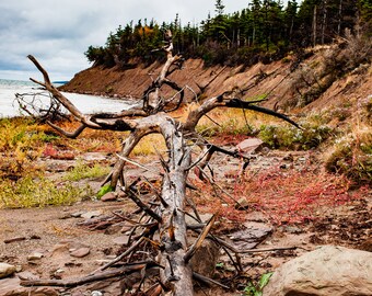 Driftwood on the Coast