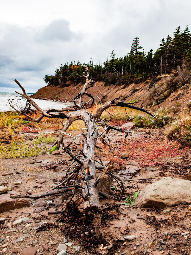 Driftwood on the Coast