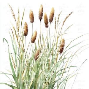 15 Watercolor Cattails & Grasses Clipart for Digital Download – Rustic Prairie Plants and Nature Illustrations for Scrapbooking