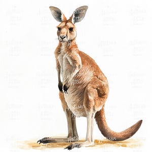 18 Watercolor Kangaroo Clip Art for Digital Crafting, Scrapbook Images & Wildlife Decor – Digital Download