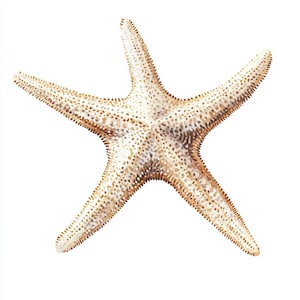 12 imágenes prediseñadas de estrellas de mar en acuarela, estrellas de mar pintadas a mano, imágenes prediseñadas del océano, arte de playa y vida marina, imágenes prediseñadas de decoración costera, ilustración de estrellas de mar