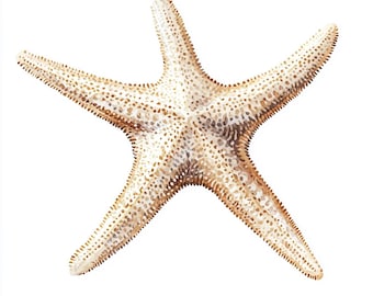 Könnte beinhalten: Detaillierte Illustration eines Seesterns mit fünf Armen. Der Seestern ist hauptsächlich beige mit dunkleren braunen Flecken und Rändern. Der Hintergrund ist schlicht weiß und hebt die komplizierten Details des Meeresbewohners hervor.
