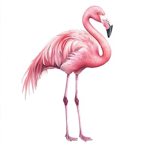 11 prachtige roze flamingo-aquarel in levendige roze kleur op een witte achtergrond, vogelkunst, illustratie wilde dieren