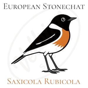 May include: Illustration of a European Stonechat bird, featuring a black head and wings, an orange breast, and a white belly. The bird is standing with its legs and feet visible. The text "EUROPEAN STONECHAT" and "SAXICOLA RUBICOLA" are above and below the bird.