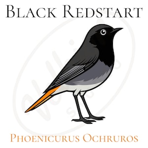 クロジョウビタキ SVG PNG PDF | Phoenicurus ochruros 鳥のクリップアート | ヨーロッパの鳴鳥のベクターイラスト