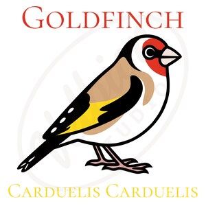 Goldfinch Vector • Carduelis carduelis • Hand-Drawn Bird Clipart SVG PNG PDF