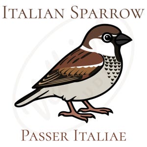 Könnte beinhalten: Illustration eines italienischen Spatzes mit braunem, weißem und grauem Gefieder. Der Text "ITALIAN SPARROW" steht oben und "PASSER ITALIAE" unten.