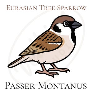 Op de afbeelding: Een cartoon illustratie van een Euraziatische boommus, Passer Montanus, met bruine, zwarte en witte kleuren. De vogel is in profiel afgebeeld, met tekst boven en onder de afbeelding.