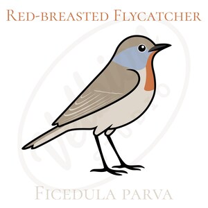 Könnte beinhalten: Illustration eines Rotkehl-Fliegenschnäppers. Der Vogel hat einen hellbraunen Körper, einen blauen Kopf und eine rote Kehle. Der Text "Red-Breasted Flycatcher" steht über dem Vogel, und "Ficedula Parva" darunter.