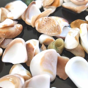 Sea Tumbled Shell Fragments | Beachcombed Craft Shells from Bognor UK | Smooth Small Shell Pieces | Ocean Gift | For Resin, Art, Jewelry