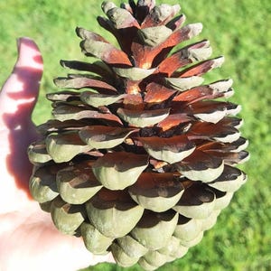 Juego de 2 piñas naturales / Decoración rústica de bosque / Suministros para manualidades, coronas y Navidad / Regalo ecológico forestal / Vendedor del Reino Unido