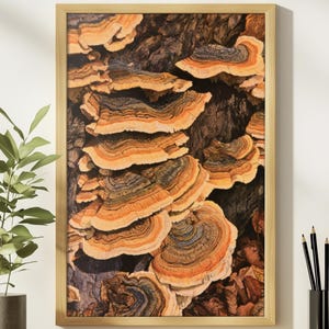May include: A rectangular framed wall art print featuring a detailed illustration of shelf fungi growing on tree bark. The fungi display concentric rings in shades of orange, yellow, brown, and blue, set within a light-colored wooden frame.