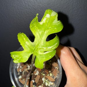 Alocasia Brancifolia Albo- corm only