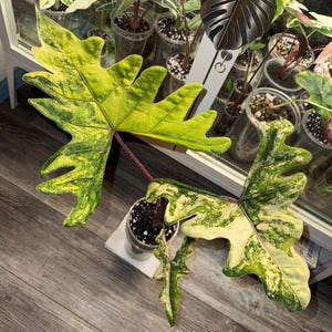 Alocasia Jacklyn aurea corm