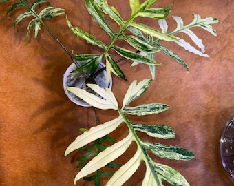 Alocasia Brancifolia Albo- solo cormo