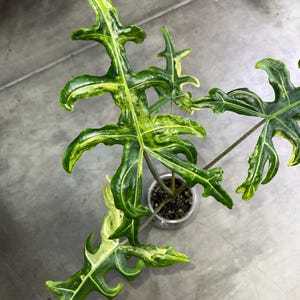 Alocasia Portei Aurea Corm - Etsy