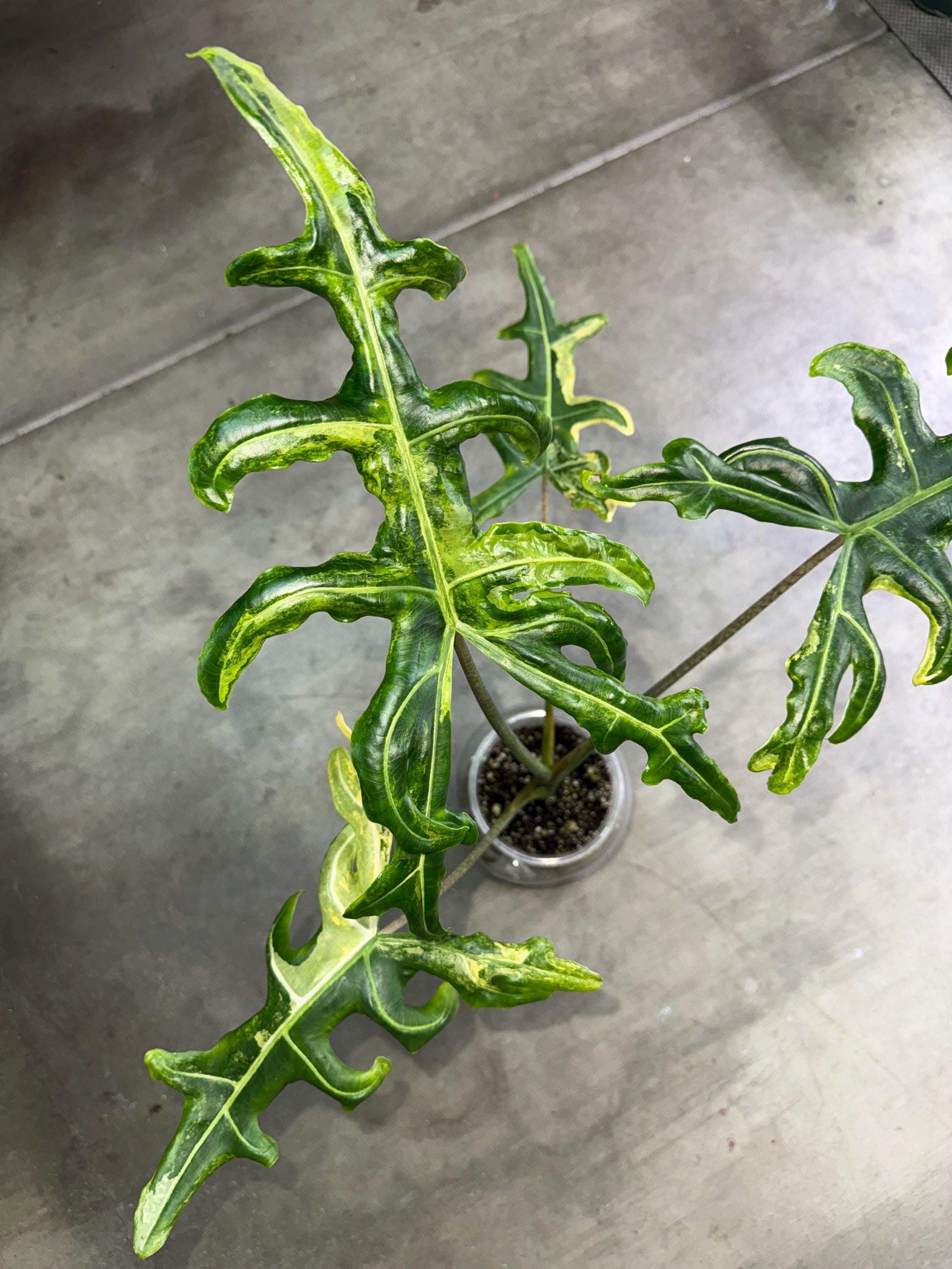 Alocasia Portei Aurea Corm - Etsy