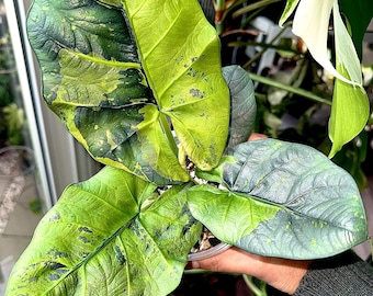 Alocasia Portei Aurea Corm - Etsy